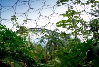  Bioma della foresta pluviale 